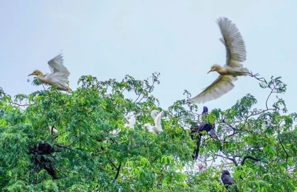 Những ngôi chùa ‘cưu mang’ đàn chim trời, dơi khổng lồ suốt hàng chục năm