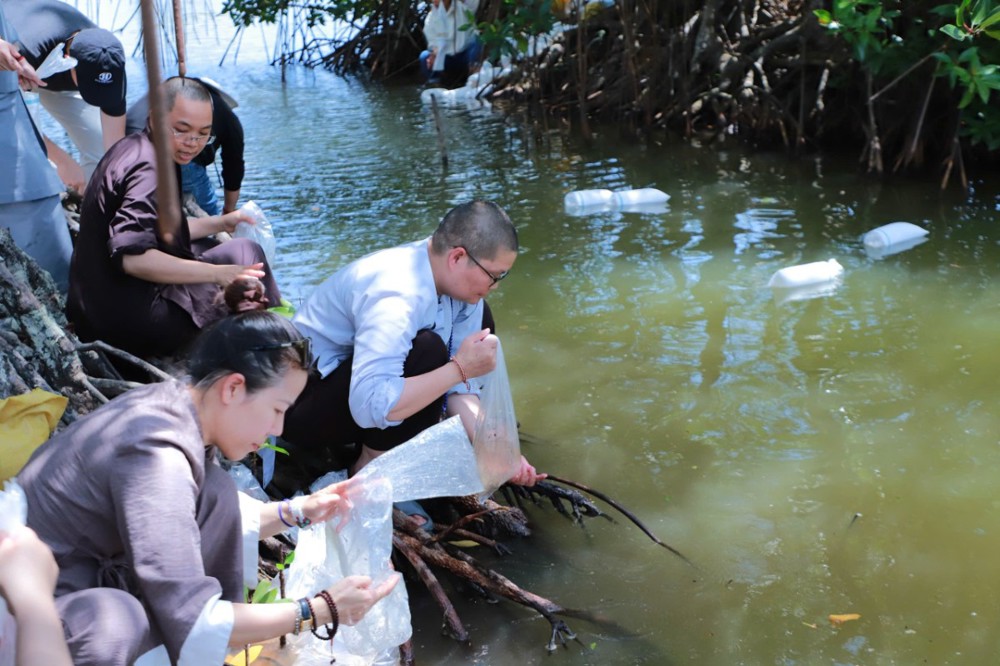 Quan Âm Tu Viện phóng sanh cua, tôm tại rừng ngập mặn Phú Tân (Năm Căn, Cà Mau)