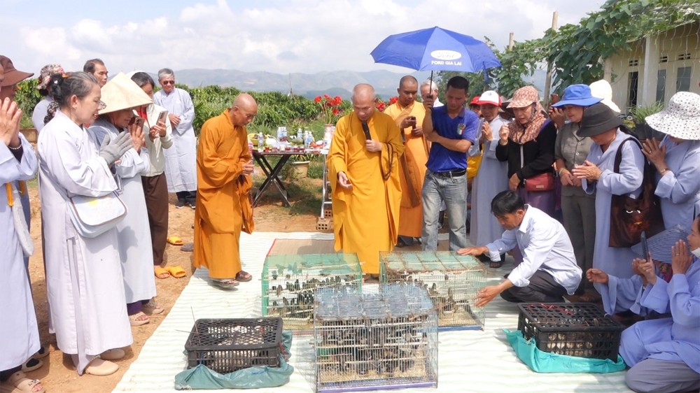 Quảng Ngãi: Chùa Tháp Kỳ Quang tổ chức lễ phóng sanh nhân mùa Phật đản PL.2570 – DL.2026