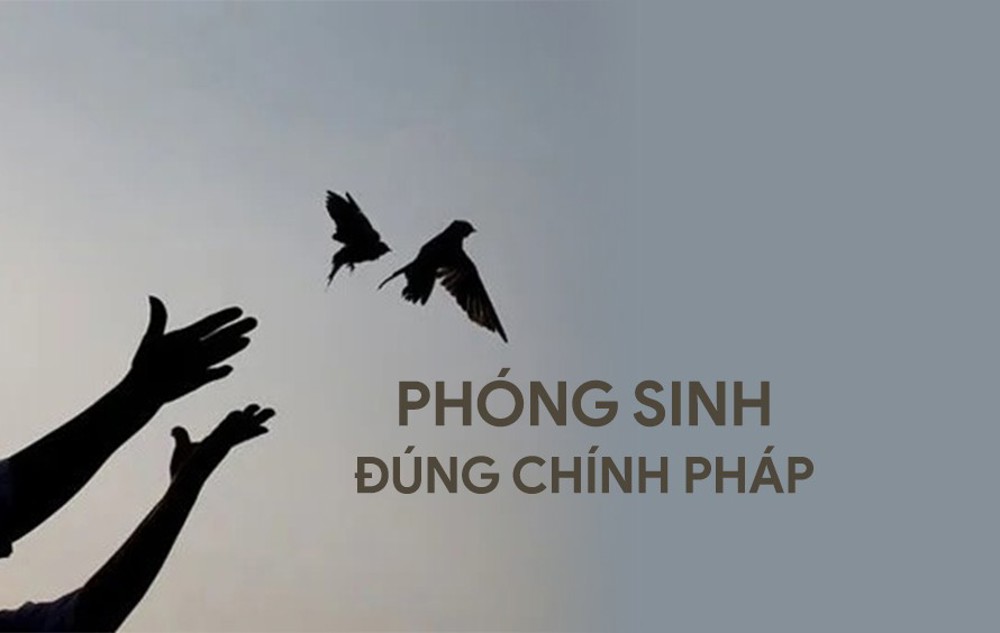 GHPGVN hướng dẫn thực hành phóng sinh đúng Chính pháp trong mùa Vu lan 2026