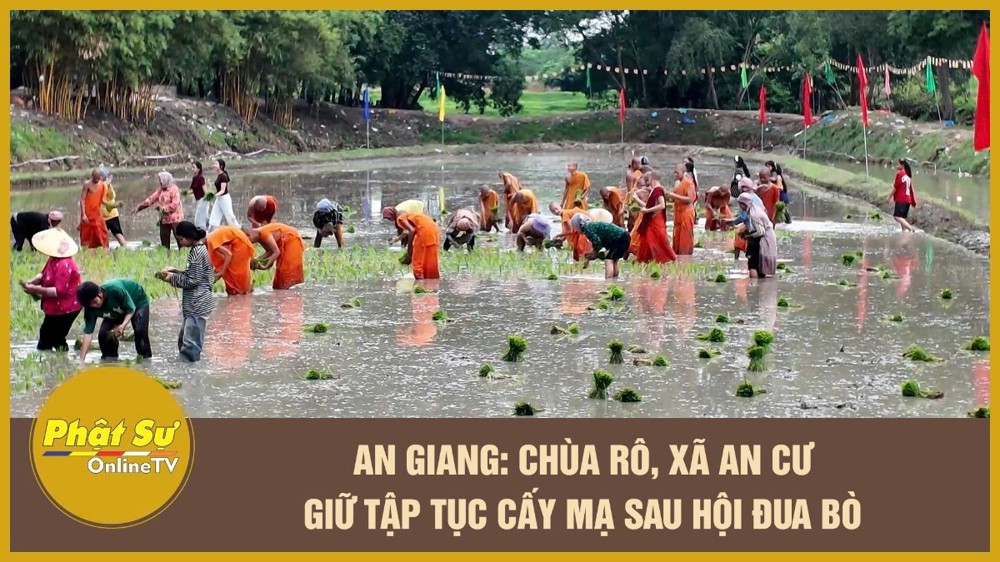 [Video] An Giang: Chùa Rô, xã An Cư giữ tập tục cấy mạ sau hội đua bò